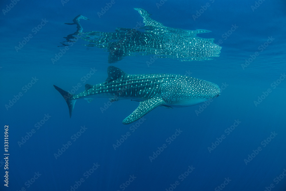 Whale Shark Reflections Whale Shark Reflections