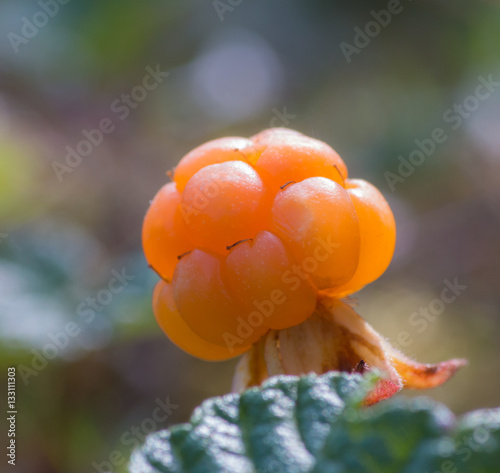 Soft focus closeup of baclkit ripe orange cloudberry on blurred green leaf background