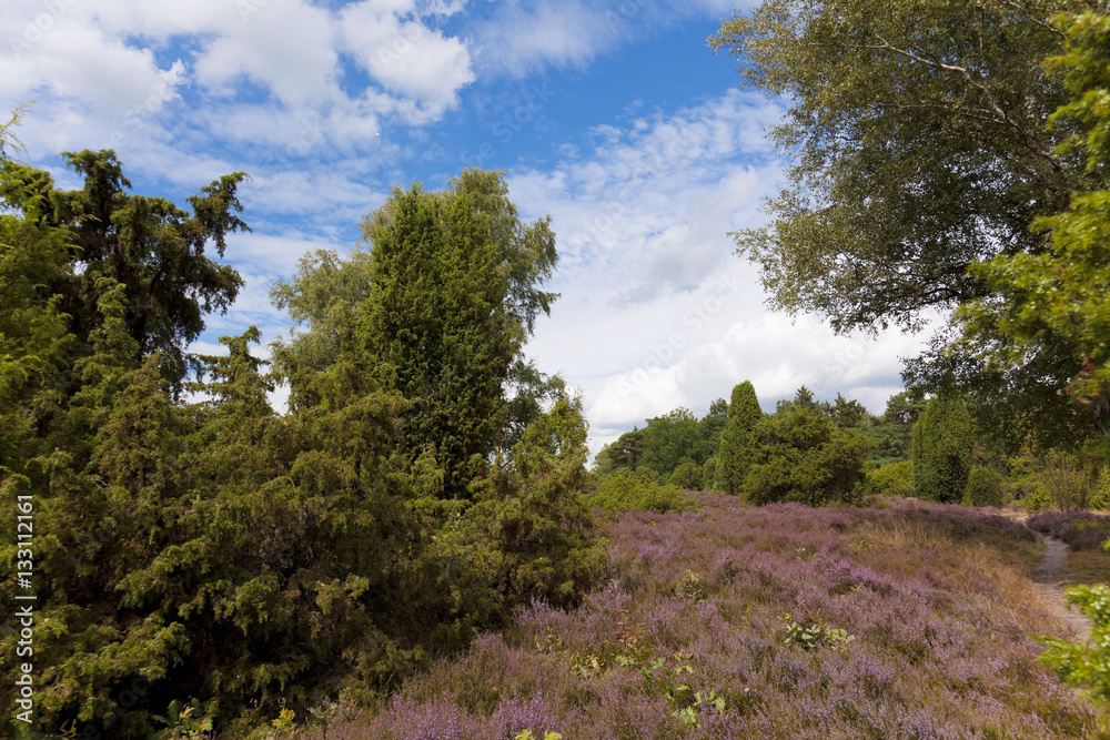 Heideblüte im Naturschutzgebiet Heiligen Hain. Heideblüte im Naturschutzgebiet Heiligen Hain.