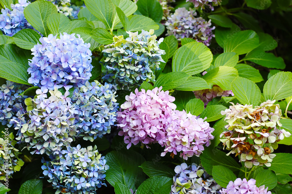 Hydrangea flowers 