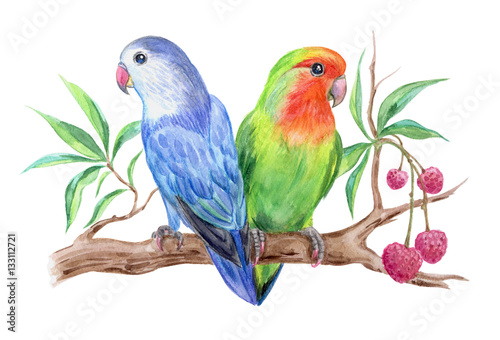 Parrots lovebirds on a branch of litchi, watercolor illustration. photo