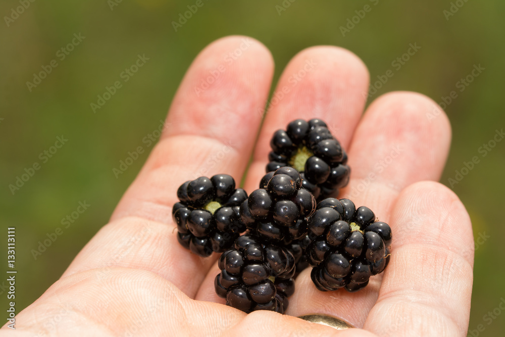 Freshly picked wild blackberries in hand Freshly picked wild blackberries in hand