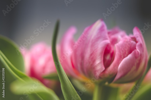 Fototapeta Naklejka Na Ścianę i Meble -  Tulpen, Nahaufnahme