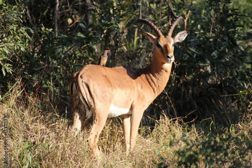 Antilope mit Vogel auf dem Rücken