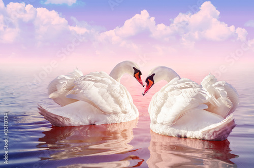 Couple of Beautiful white swans in the foggy rose lake at the sunset with big clouds on the background. Romantic theme