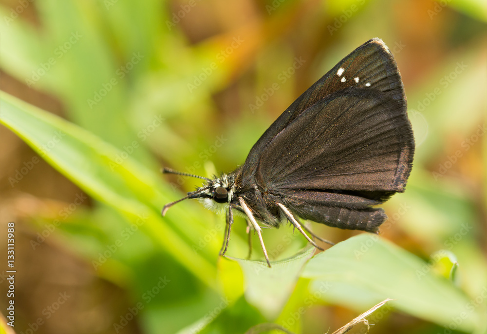 Fototapeta premium Ventral view of a tiny Common Sootywing butterfly resting on a blade of grass