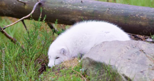 White arctic fox lies and rests at forest floor in the late fall