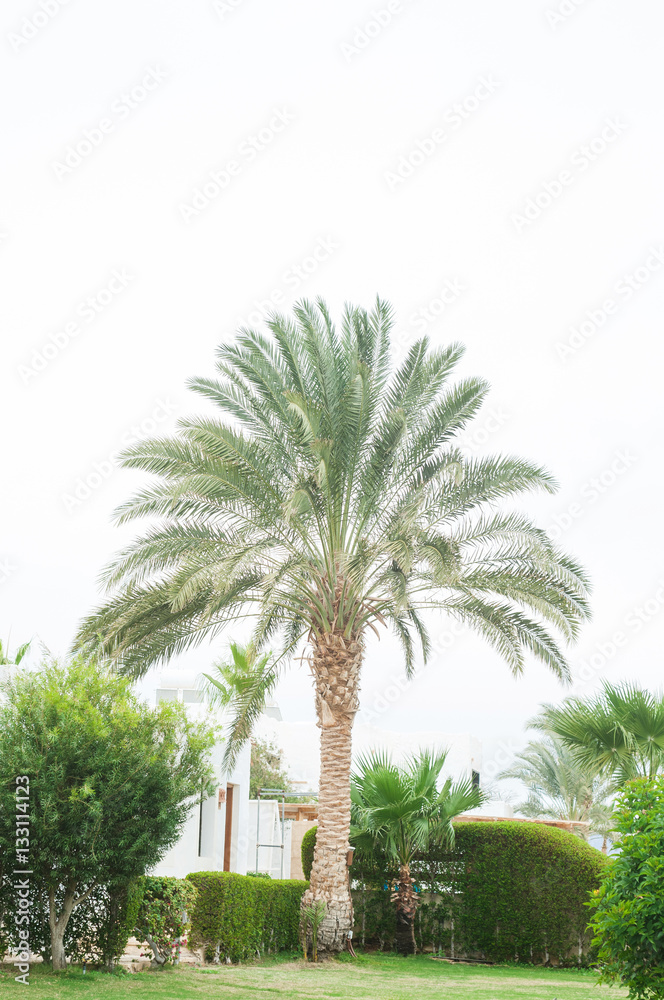 Palm. Palm leaf. Green leaf. Palm trees. Fashion, travel, summer, vacation and tropical beach concept. Coconut palm trees, beautiful tropical background