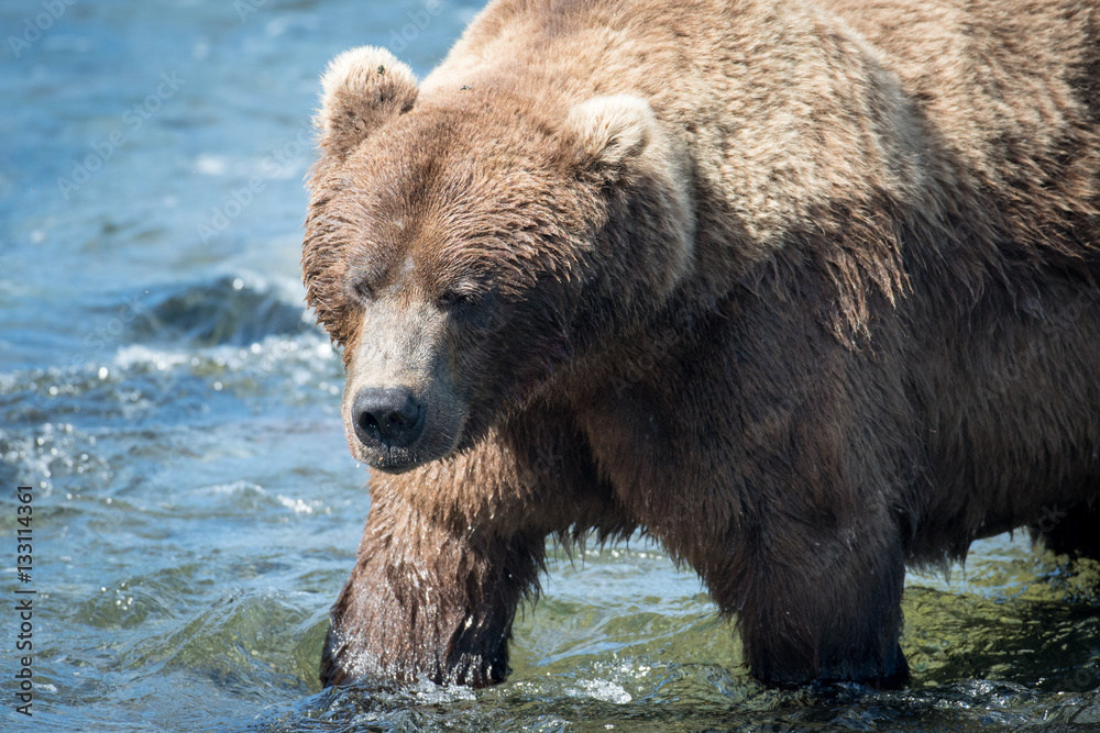 Large alaskan brown bear in water Large alaskan brown bear in water