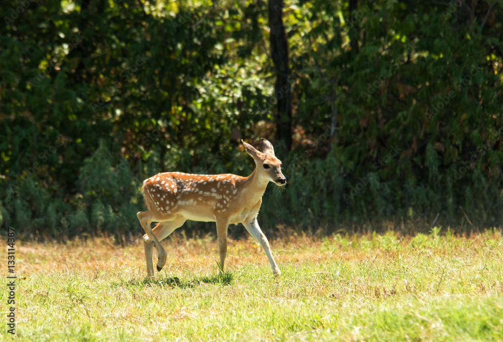 White-tailed Deer fawn in a sunny pasture against dark woods White-tailed Deer fawn in a sunny pasture against dark woods