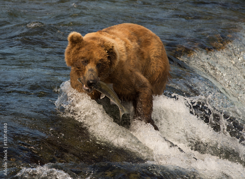 Alaskan brown bear catching salmon Alaskan brown bear catching salmon