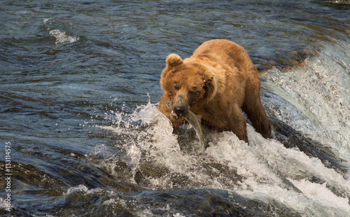 Alaskan brown bear catching salmon