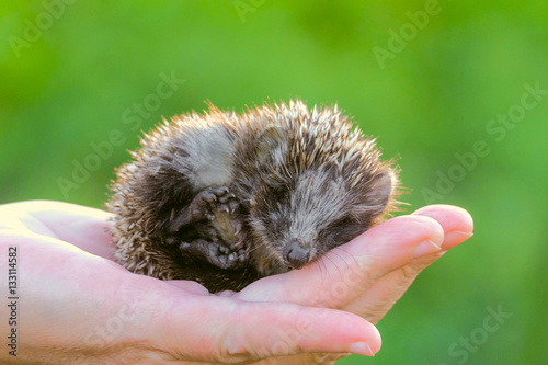 Hedgehog on hand. Small is a young hedgehog curled up on the palm.