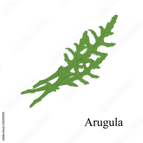 Vector illustration hand drawn fresh green arugula leaves isolated on white background. Sketch rucola salad