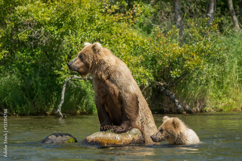 Alaskan brown bear sow with cub