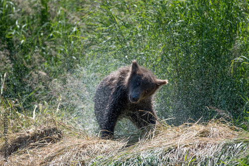 Alaskan brown bear cub shaking