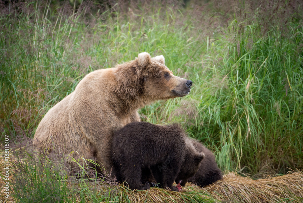 Fototapeta premium Alaskan brown bear sow with cubs