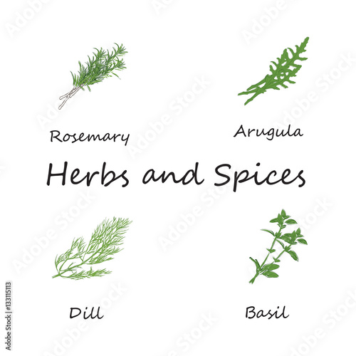 Culinary herbs set
