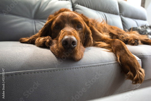  setter  dog on a sofa
 photo