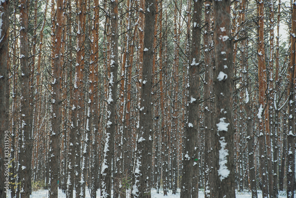 crown of pine trees in the winter forest