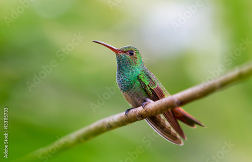 Rufous-tailed Hummingbird perched on branch in Costa Rica © Jim Cumming