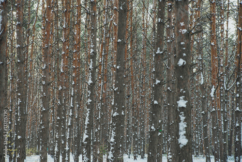 crown of pine trees in the winter forest