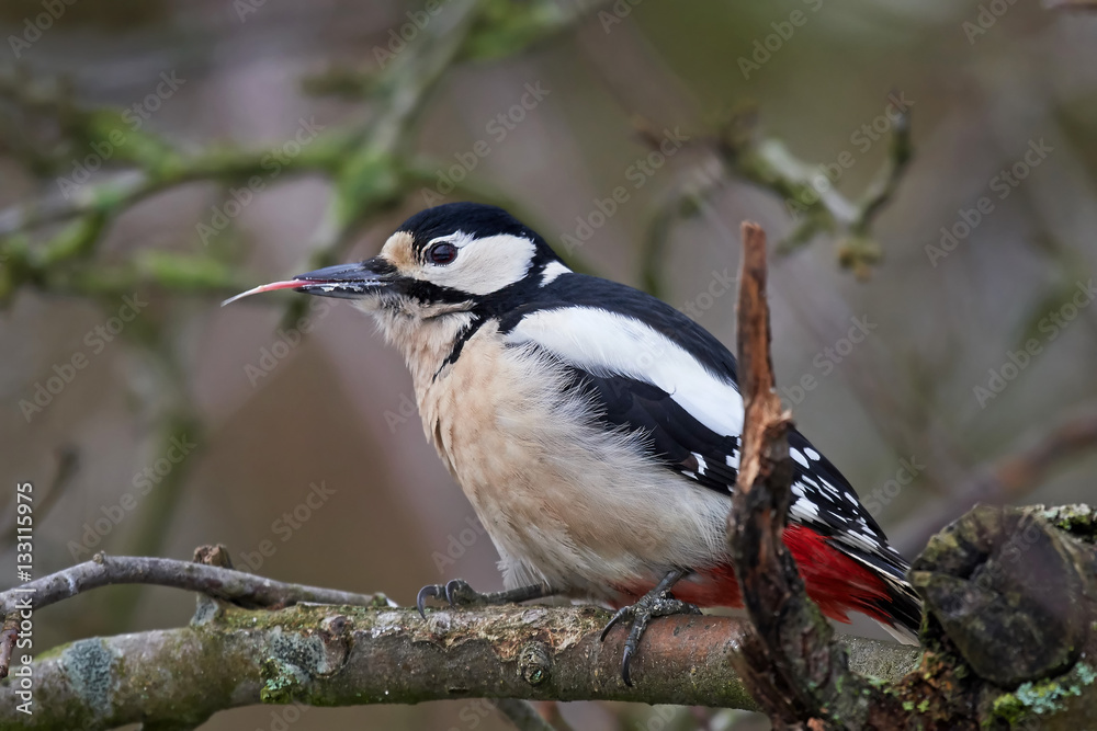 Great spotted woodpecker (Dendrocopos major) Great spotted woodpecker (Dendrocopos major)
