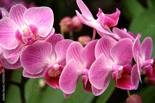 Orchid in the greenhouse   Pink original orchids branch in the Swiss greenhouse