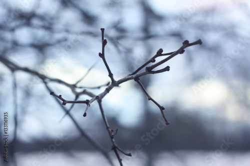 Bare tree branches