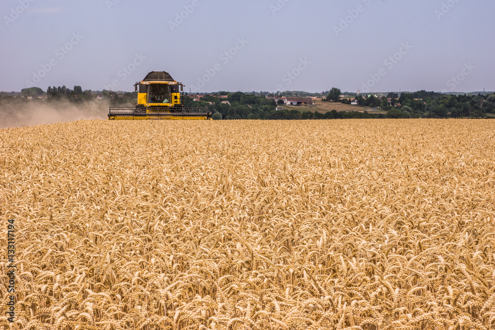 Obraz premium Moisson de blé