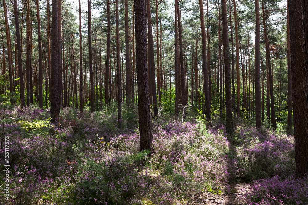 Sunlit Clearing with Blooming Heather in the Middle of the Palatinate Forest Sunlit Clearing with Blooming Heather in the Middle of the Palatinate Forest