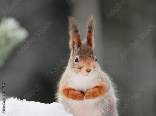 Eating Squirrel