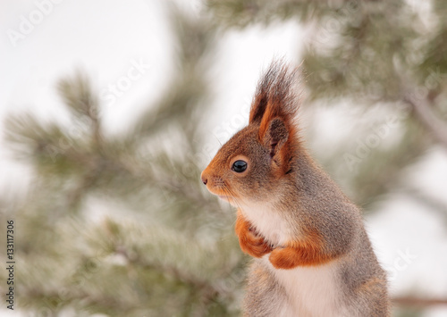 Squirrel