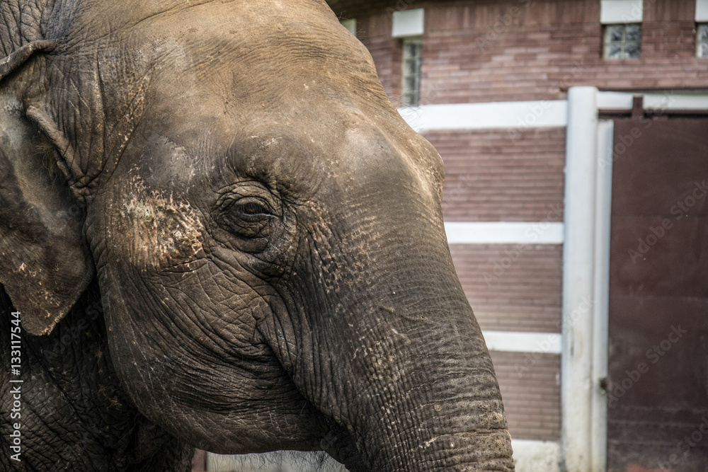 Naklejka premium elephant in zoo