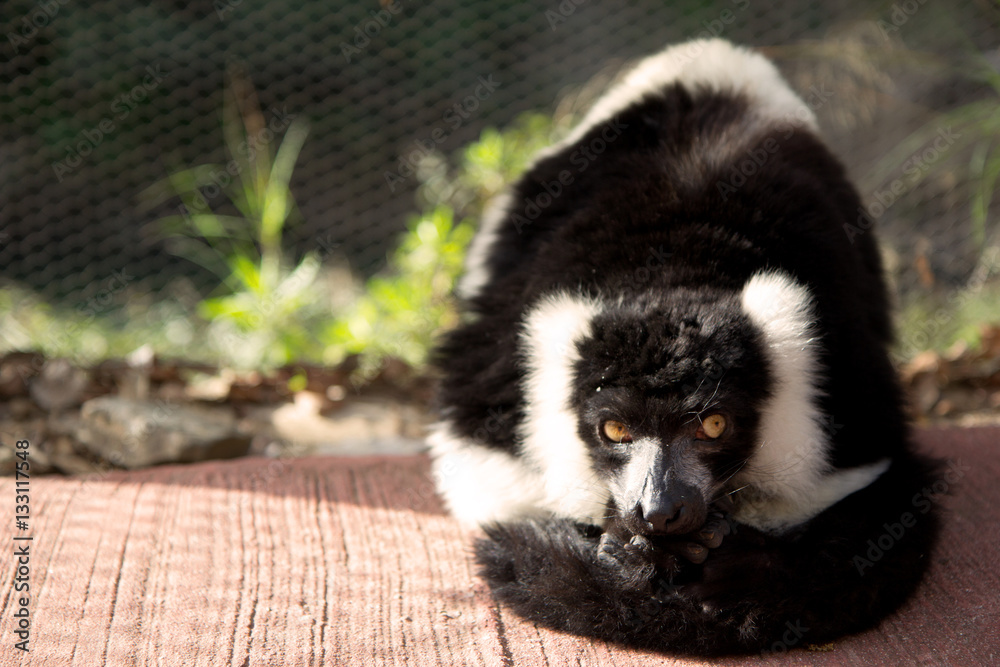 Close up portrait of a cute black and white lemur on the blurred background. Copy space for text.