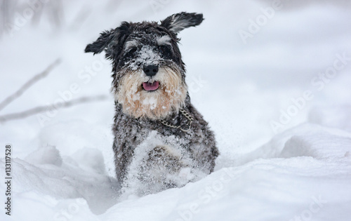  Mini schnauzer