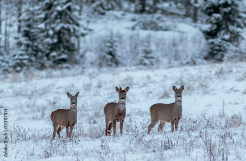 Roe deer family 