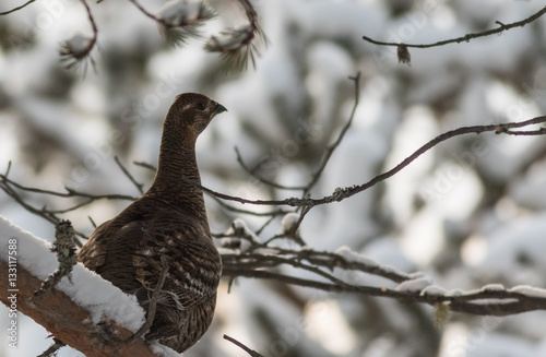 grey grouse
