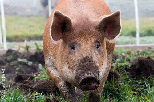 Muddy pig © Kelsey