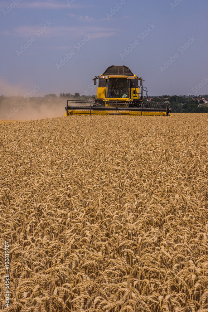 Obraz premium Moisson de blé