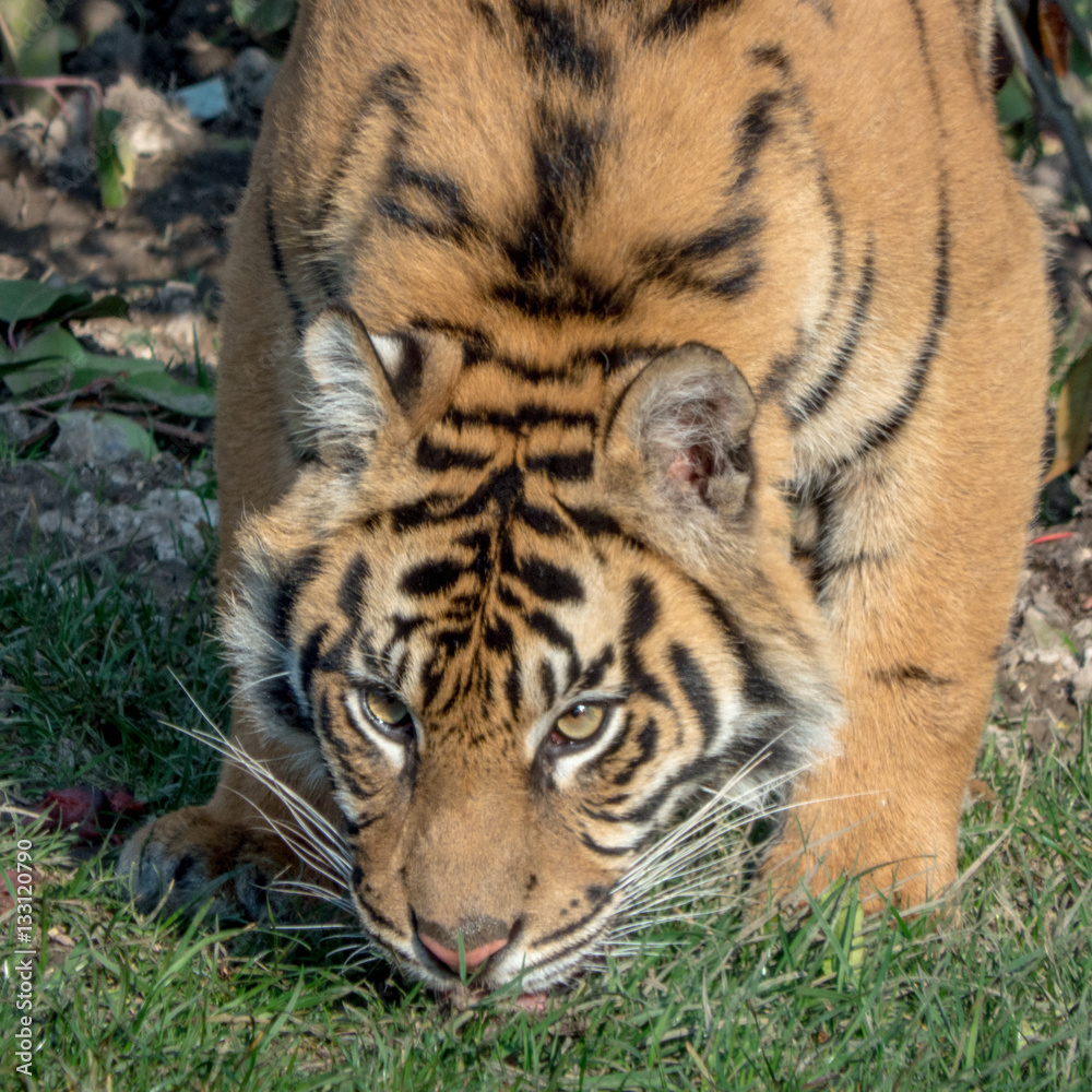 Fototapeta premium Watching You