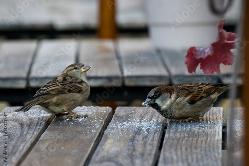Birds on a table