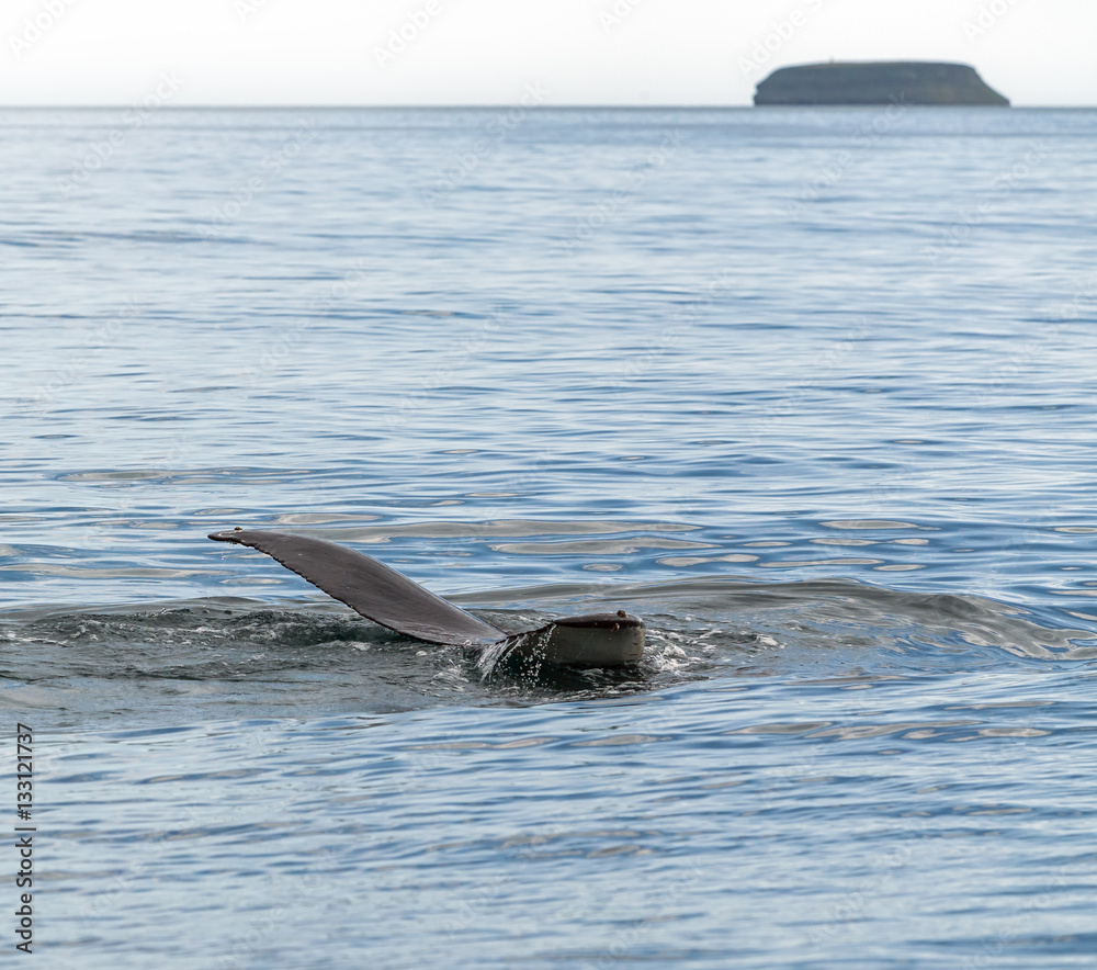 Obraz premium The tail of a whale out of the water - Iceland