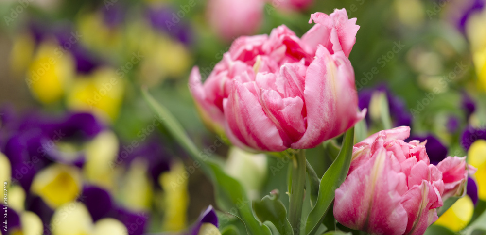 Frühling Tulpen und Stiefmütterchen Panorama Frühling Tulpen und Stiefmütterchen Panorama
