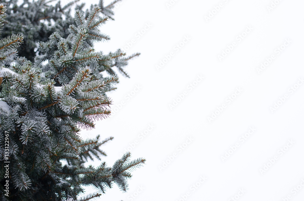 Obraz premium Winter landscape, fir branches in the snow, space for your text.