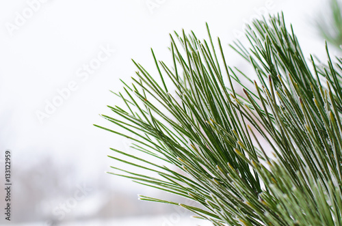 Winter landscape  pine branch close-up.