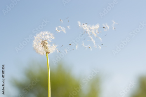 Pusteblume