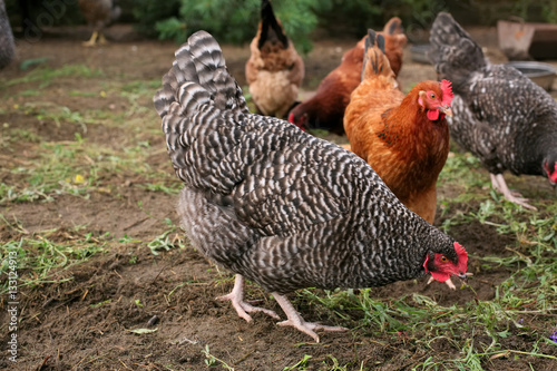 A flock of chickens in the yard of the rural natural breeding