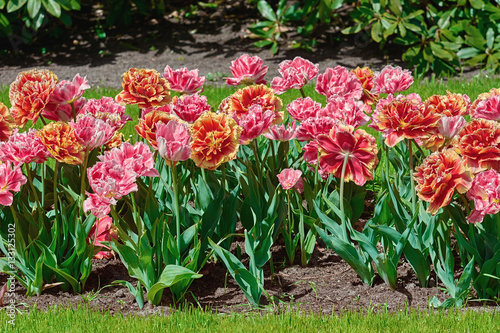 Flowerbed of Fringed Tulips