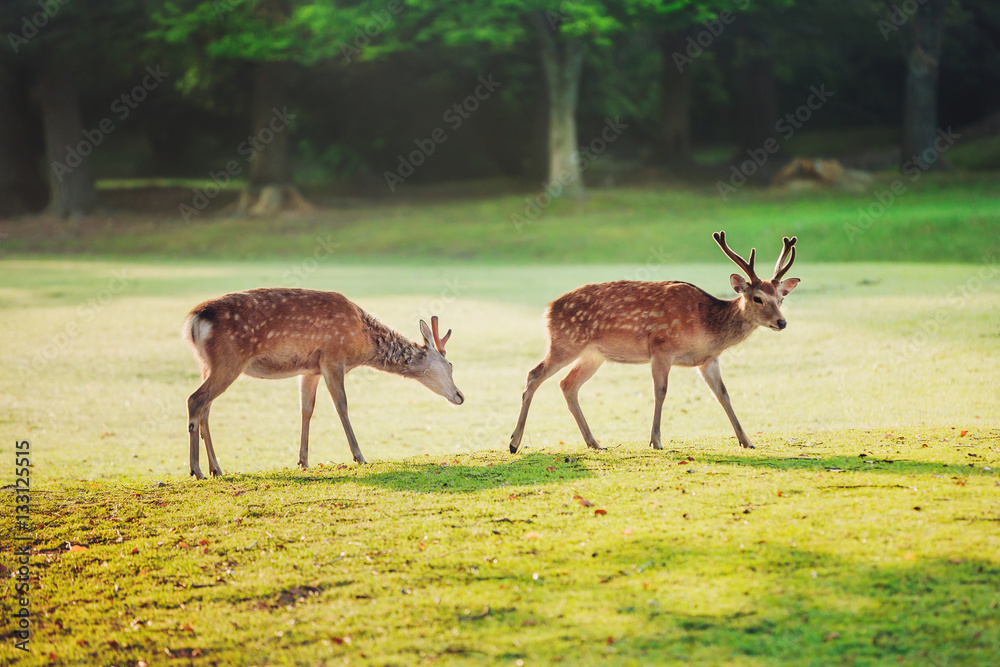 sacred sika deers at Nara park in the morning, Nara, Japan sacred sika deers at Nara park in the morning, Nara, Japan